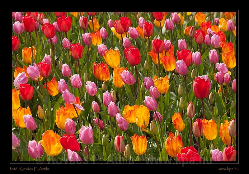 Keukenhof Hollandia 042.jpg